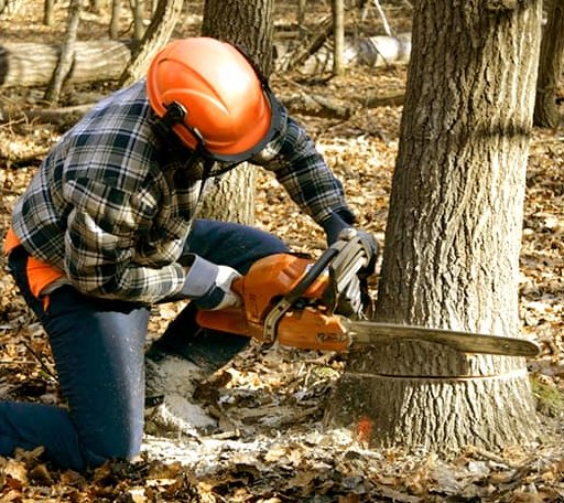 Tree Removal in Philip, SD